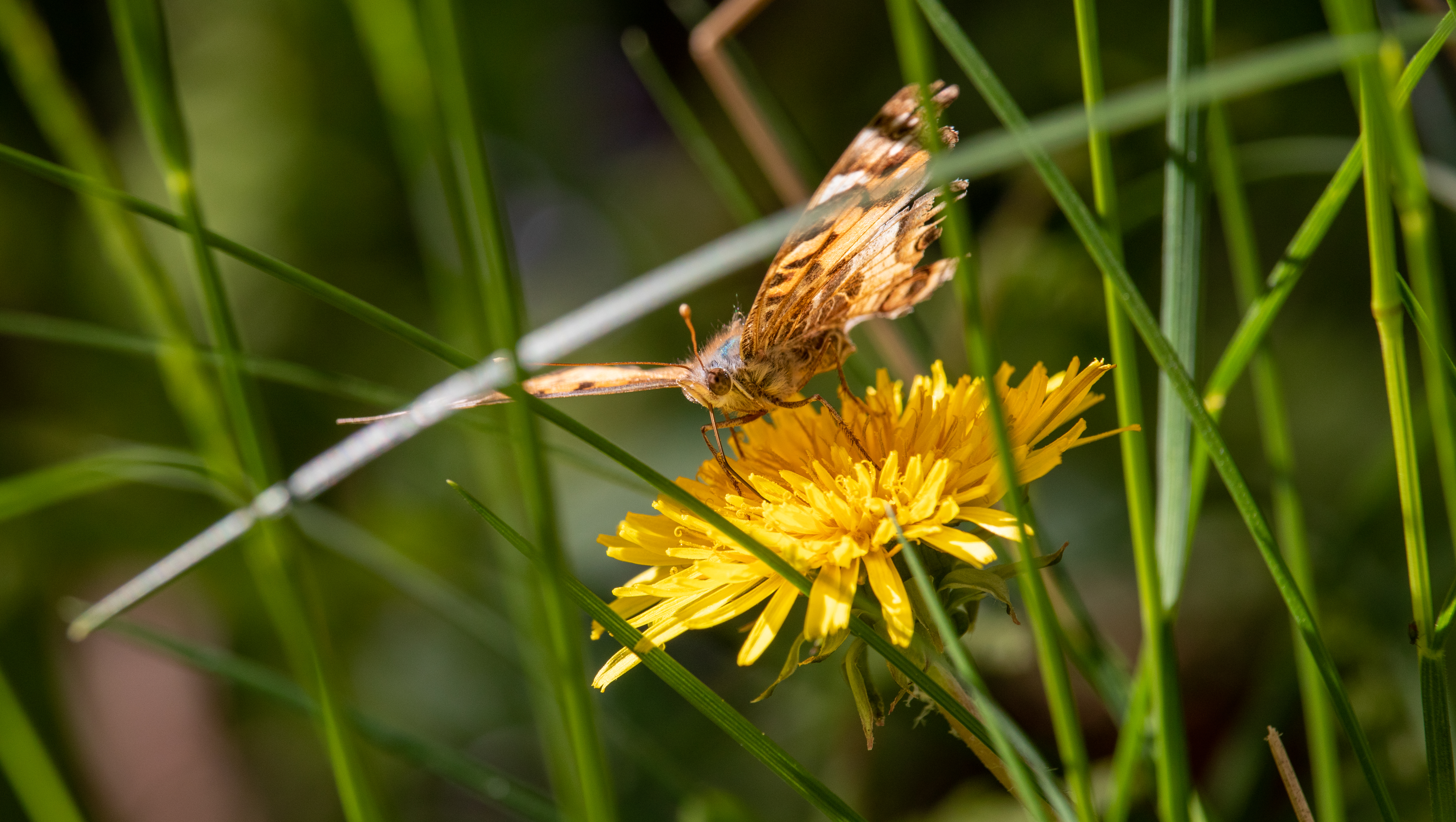 American Lady Butterfly Enjoying A Dandelion