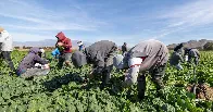 Farm workers ditch work in fear of ICE raids as food prices set to soar