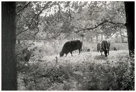 Pastoral [Minolta X-500 | 85mm 1.7 | Adox CMS 100 II]