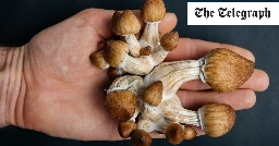 Magic mushrooms ‘can improve sex lives in struggling marriages’