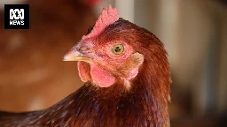 US bans imports of Victorian poultry products