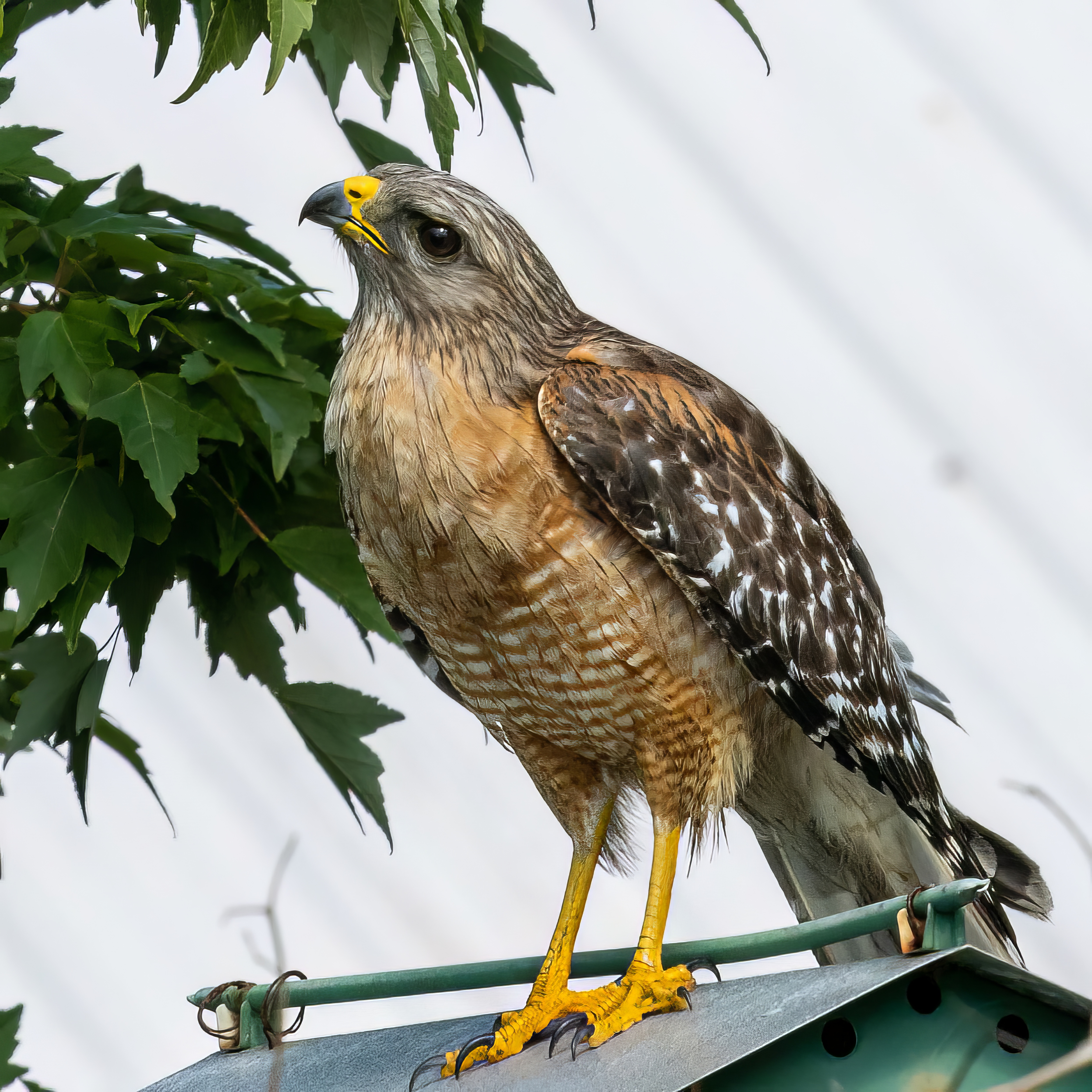 Red-Shouldered Hawk