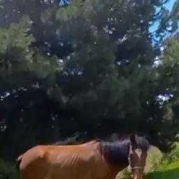 Fausto ⛸️ on Instagram: "Un video sobre árboles, plantas y perros. 🌳🐶 ❤️

Algunos caballos, burros, y rollers colados por ahí. 🐎⛸️

#rutasenpatines
#patins
#rollerblading"