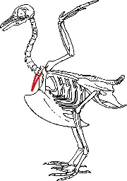 Furcula - Wikipedia