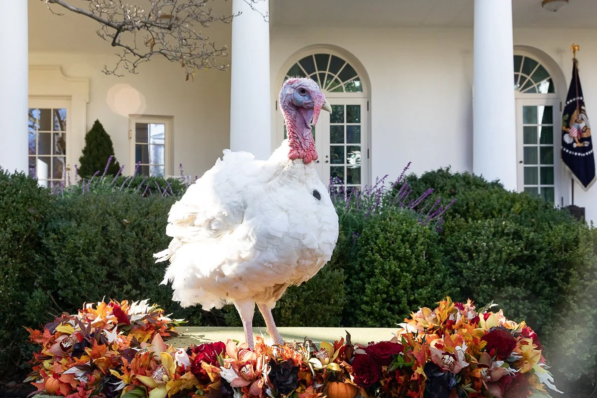 National Thanksgiving Turkey Presentation - Wikipedia