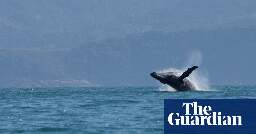 Bolsonaro under investigation for ‘harassing’ humpback whale