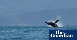 Bolsonaro under investigation for ‘harassing’ humpback whale