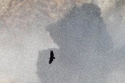 Black Vulture (Coragyps atratus) - Iguazu Falls, Argentina - December 2023