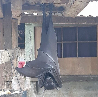 Biggest bat in the world, the Philippines giant golden-crowned flying fox