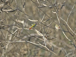 Red-browed Finch (Neochmia temporalis) - Archerfield Wetlands, Brisbane, Australia - June 2024