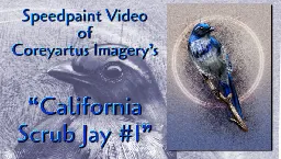 Speedpaint Video of Coreyartus Imagery's  "California Scrub Jay #1"