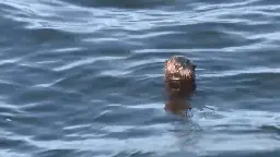 ‘Give sea otters their space': People getting too close to wildlife in Santa Cruz