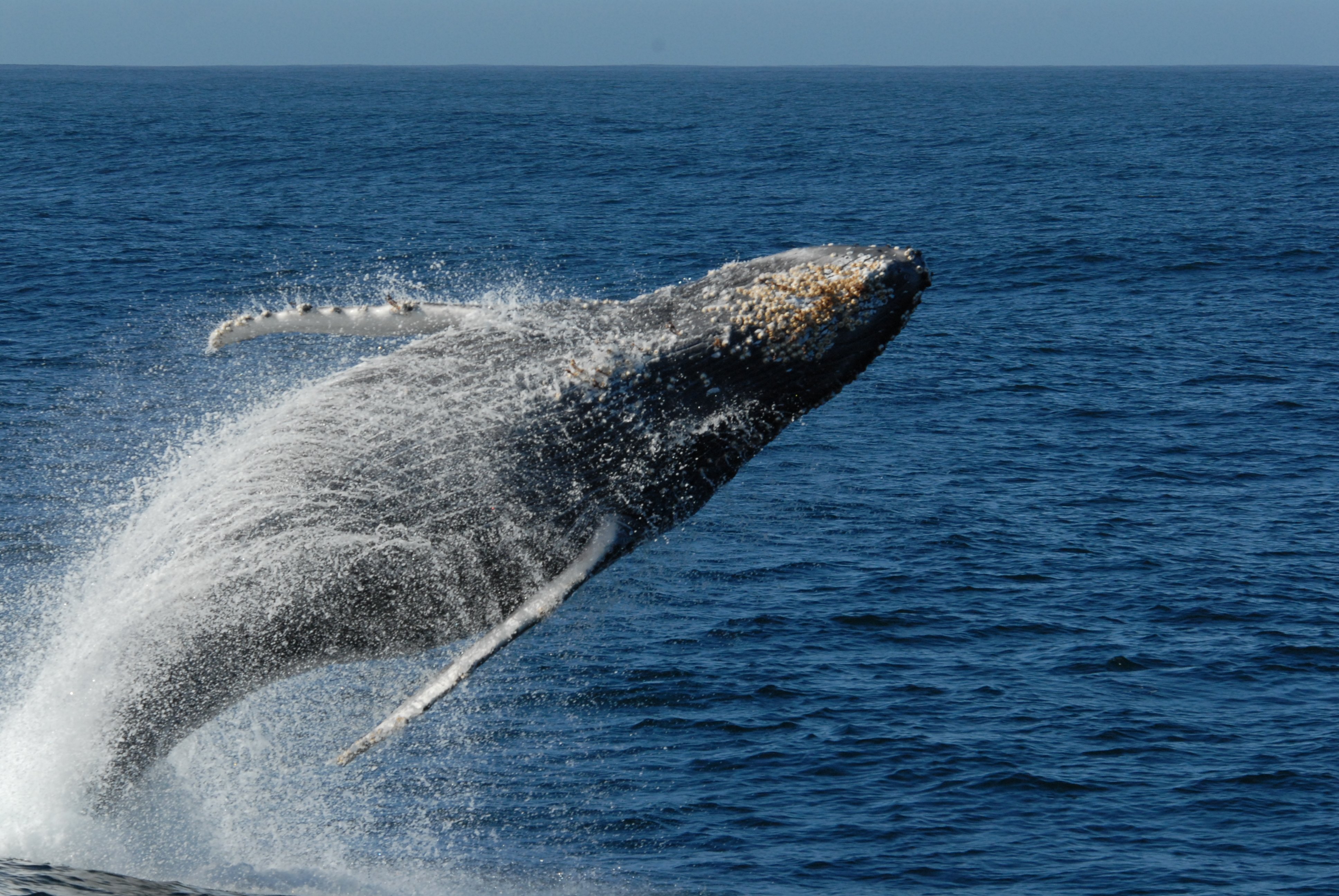 Do you have any stories of whale breaching?