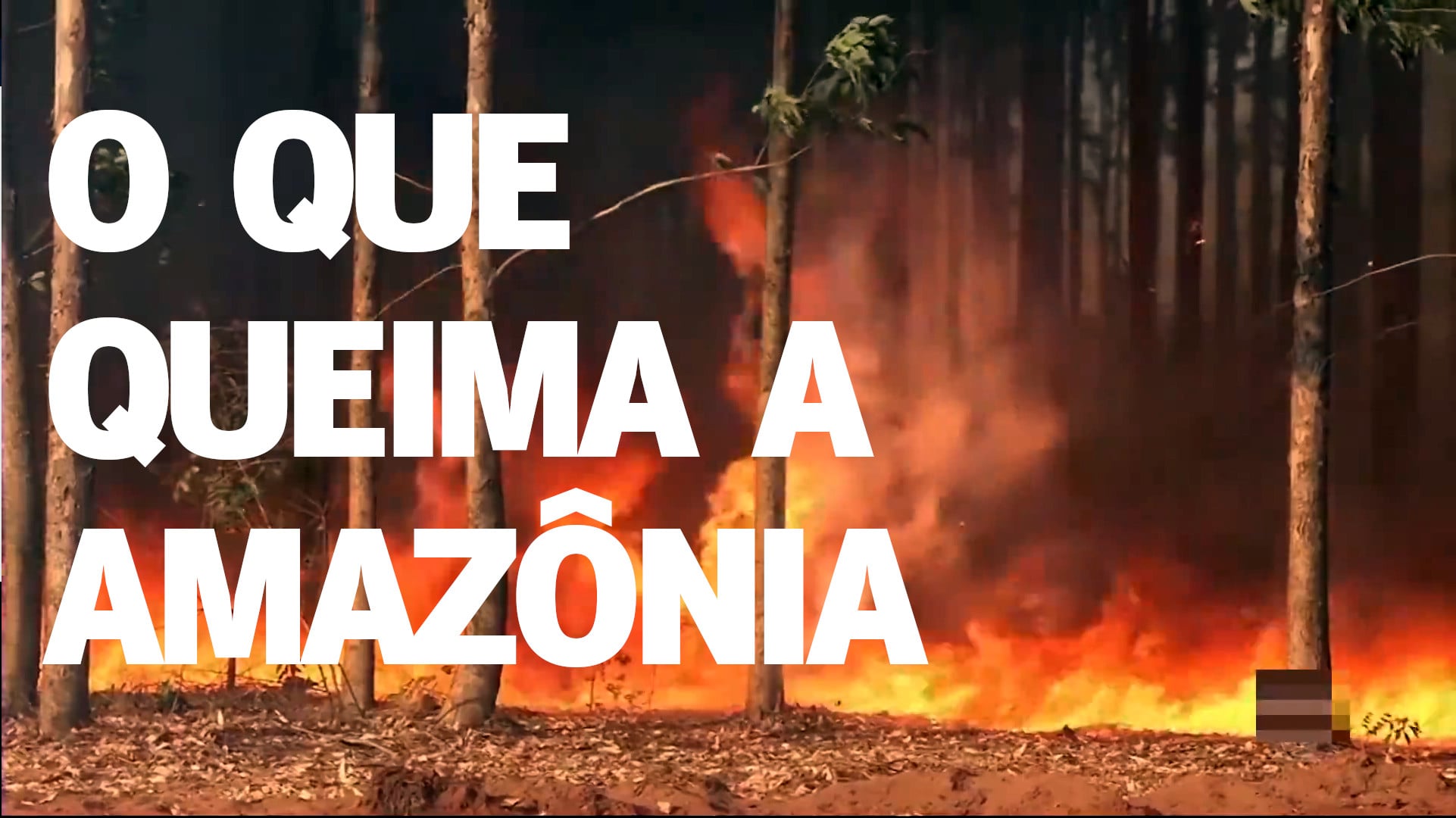 O Que Queima a Amazônia