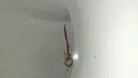 Creepy crawly found living in Brussels toilet. Help needed solving this mystery.