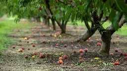 Georgia, the peach state, is out of peaches. Here's why, and how locals are coping | CNN Business