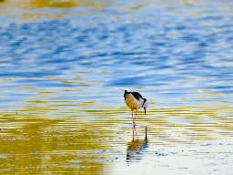 Pied Stilt (Himantopus leucocephalus) - Kedron Brook Wetlands Reserve, Brisbane, Australia - August 2024