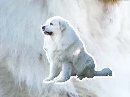 Great Pyrenees - Lemmy.world