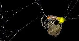 New Study Shows Spiders May Be Manipulating Fireflies To Glow After They Are Caught In Order To Attract More Prey