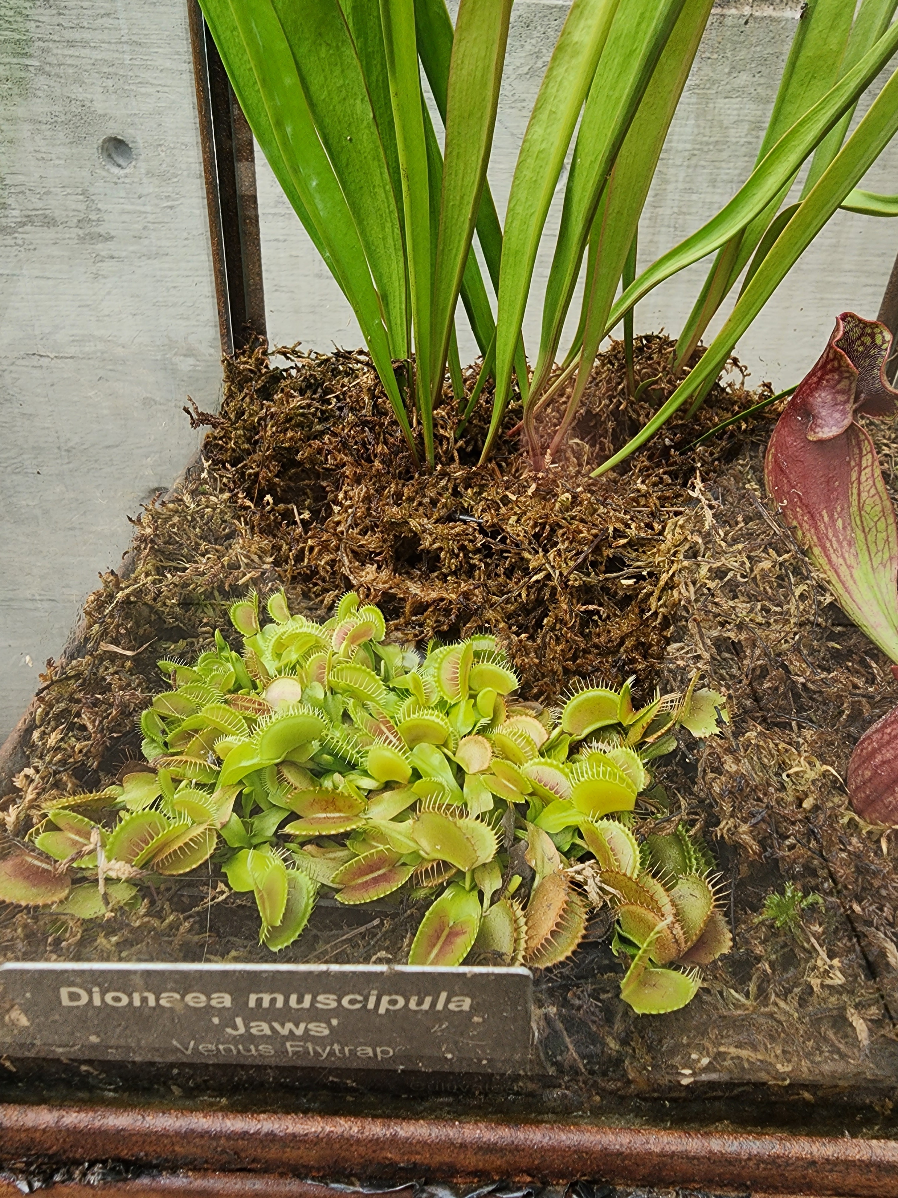 close up of Venus flytraps