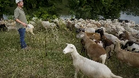 Cities are using sheep to graze in urban landscapes and people love it