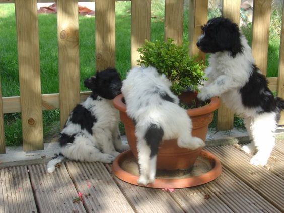 three schapendoes puppies on wooden deck playing mischieviously with a potted plant