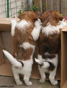 kooikerhondje puppies looking in fridge