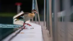 Chef von Freizeitbad gibt Tierquälerei von Nilgans zu