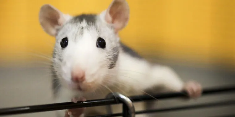 Scientists aghast at bizarre AI rat with huge genitals in peer-reviewed article