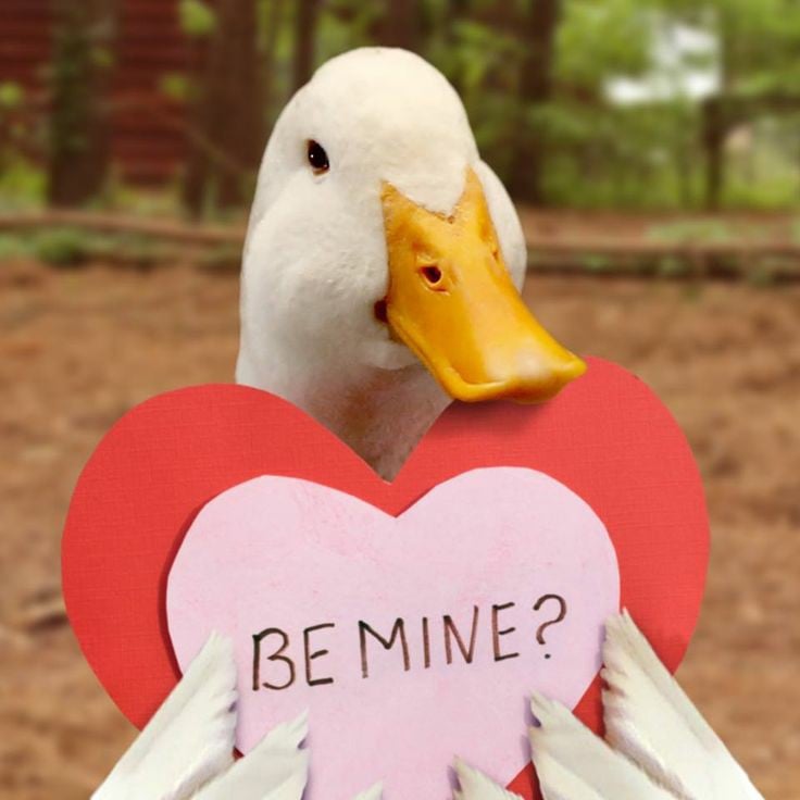 this duck just wants to have a valentine