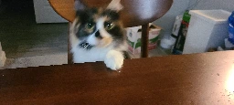 blurry picture of a cat