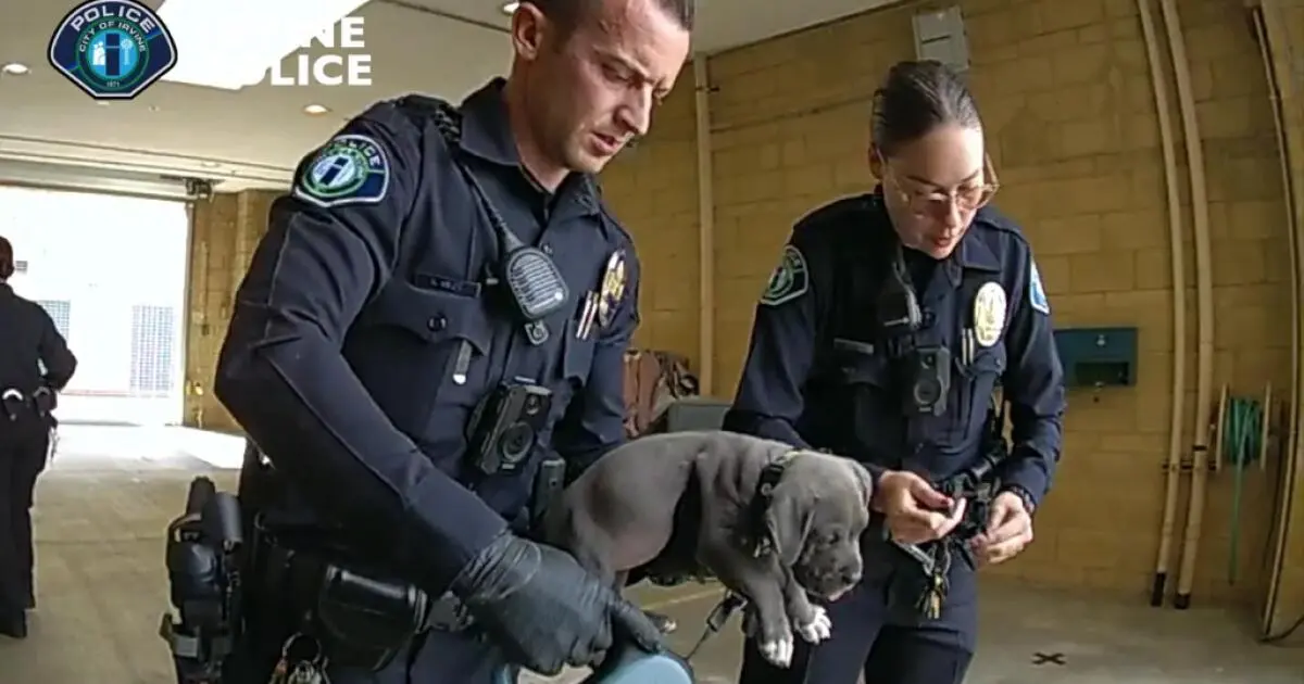 Police give overdose-reversing drug to puppy after possible fentanyl exposure