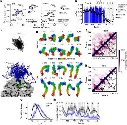 The ribosome lowers the entropic penalty of protein folding - Nature