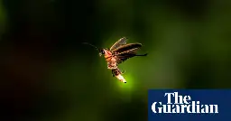 Firefly species may blink out as US seeks to list it as endangered for first time