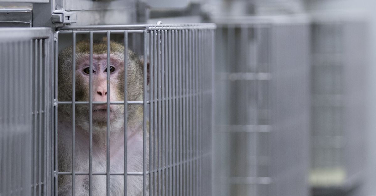 What can caged lab monkeys tell us about free human beings?