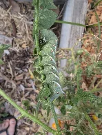 Found this fat fellow having himself a nice nibble