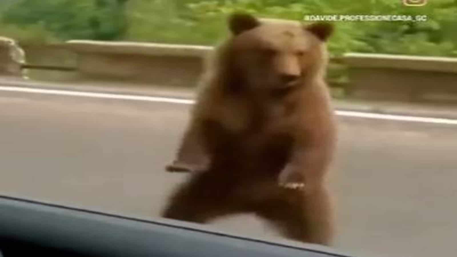 Dancing Bear: A Hilarious Encounter on the Road!