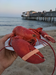 [I ate] maine lobster