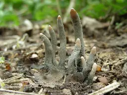 From the Grave: Dead Man's Fingers - Alliance for the Chesapeake Bay