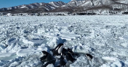 Pod of orcas trapped by thick sea ice off northern Japan, drone footage shows
