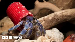 Hermit crabs are 'wearing' our plastic rubbish