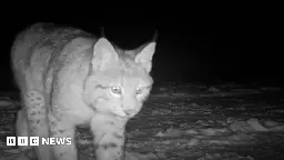 Lynx dies after being captured in Cairngorms