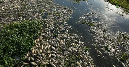 Tons of dead fish fill river in Brazil after waste dumping allegations