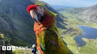 Petrified parrot and owner rescued up mountain - BBC News