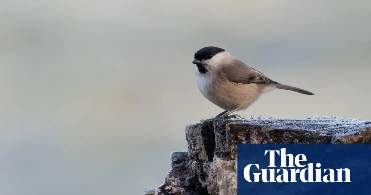 Soundscape ecology: a window into a disappearing world – podcast