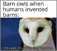 barn owls