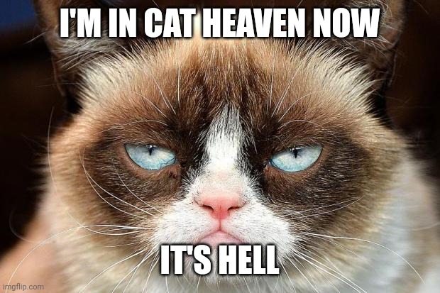 Grumpy Cat in cat heaven 