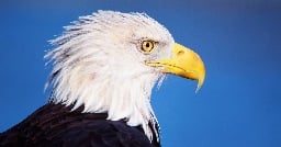 2 men charged in 'killing spree' of over 3,000 birds, including bald eagles, in Montana