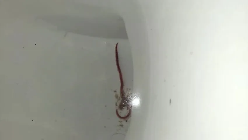 Creepy crawly found living in Brussels toilet