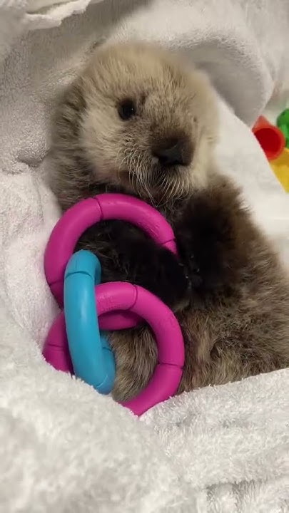 Meet our newest patient - a female sea otter pup!  #seaotter #marinemammalrescue #cutebabyanimals